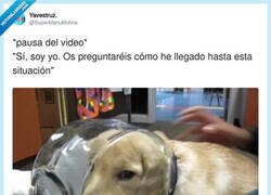 Enlace a La cara de humillación, por @SuperManuMolina