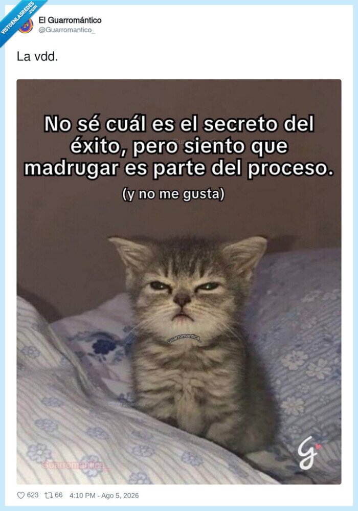 gato,madrugar,&eacute;xito,desgana,realidad