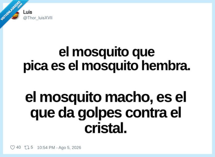 mosquito,hembra,macho,cristal,curiosidad
