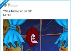Enlace a La flor a los 30 años: depresión, estrés y ganas de morir, por @tomiezequiel15