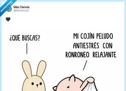 Enlace a AKA gato, por @MsCiencia2