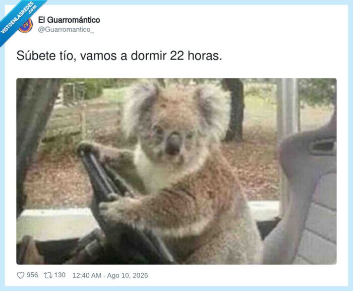 koala,dormir,22horas,conducir,sue&ntilde;o