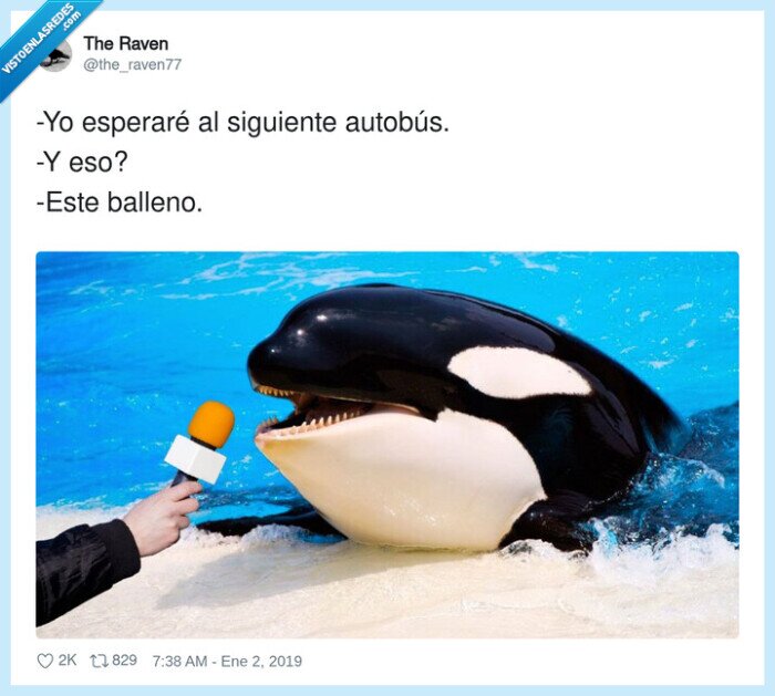 orca,entrevista,balleno,autobus