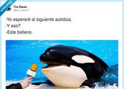 Enlace a Espera al siguiente autobús, por @the_raven77