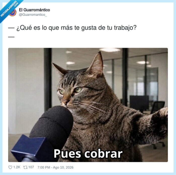 gato,trabajo,dinero,cobro,oficina