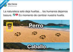 Enlace a Las huellas de los humanos, por @MsCiencia2