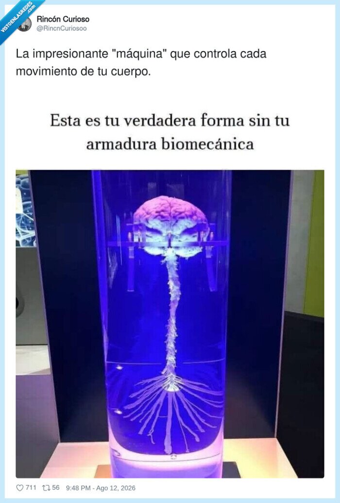 cerebro,nervios,cuerpo,maquina,biomecanica
