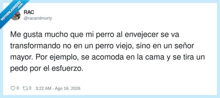 perro,envejecer,se&ntilde;or_mayor,higiene,cama