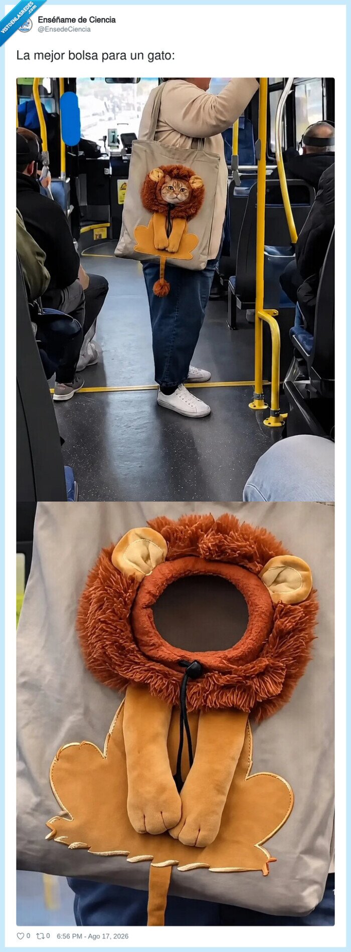 gato,bolsa,le&oacute;n,transporte,cara