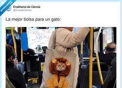 Enlace a Cuando tu gato tiene mejor bolsa que tú en el autobús, por @EnsedeCiencia