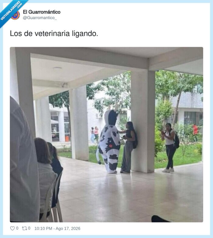 veterinaria,ligoteo,disfraz,universidad,vaca
