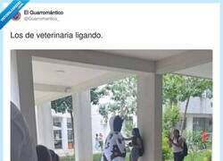 Enlace a Cómo decirle no a una vaquita así, por @Guarromantico_