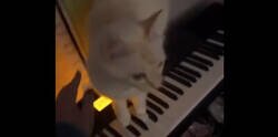 Enlace a Yo preparándome para un allanamiento y era el gato dando su concierto privado, por @ceciarmy
