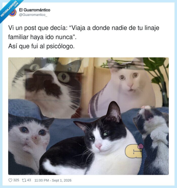 gatos,miradas,comite,supervision,sofa