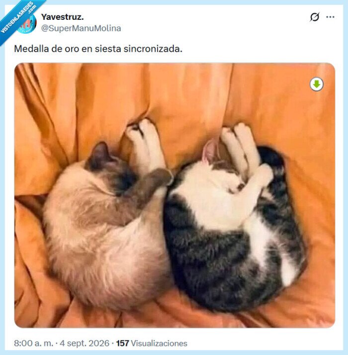 medalla,oro,siesta,gatos,sincronizada