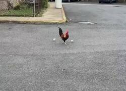 Enlace a En mi vida había visto a un gallo ejerciendo de padre soltero, por @ceciarmy