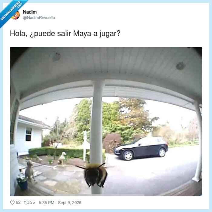 abeja,timbre,porche,vecinos,intrusi&oacute;n