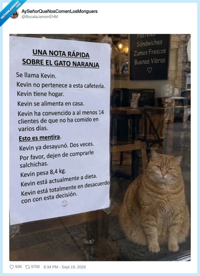 gato,Kevin,cafeter&iacute;a,noticia,dieta