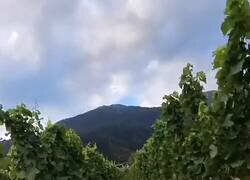 Enlace a Este video me ha hecho el día, por @DiloConPerritos