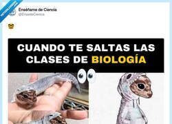 Enlace a No es el más listo de la clase, desde luego, por @EnsedeCiencia