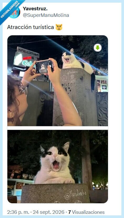 atracci&oacute;n,gato,turistas,fotos
