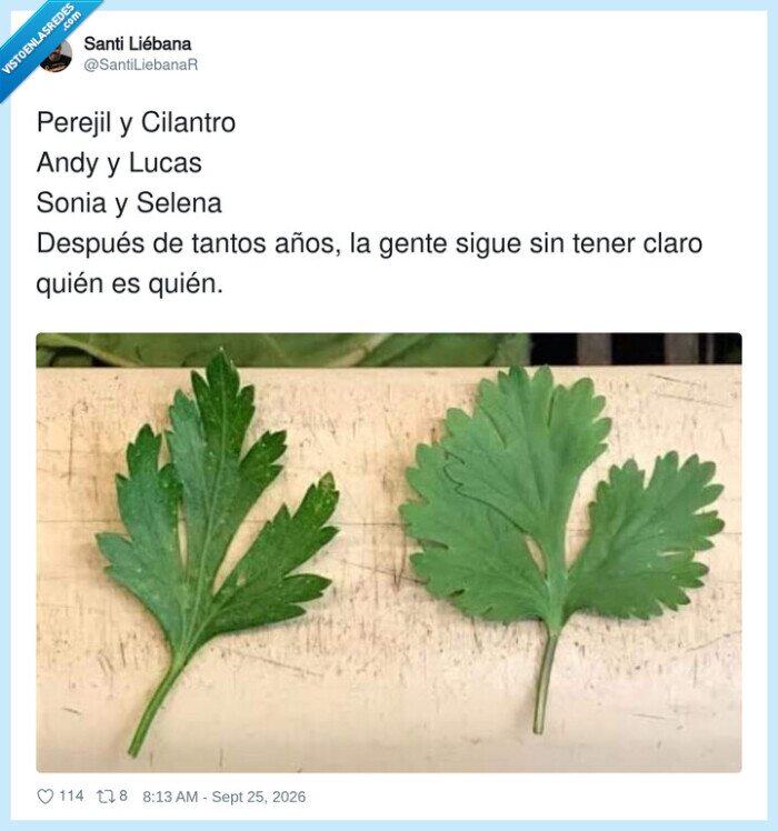 hojas,cilantro,distinguir,andy,lucas