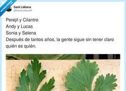 Enlace a Sigo sin saber cuál es cuál, por @SantiLiebanaR