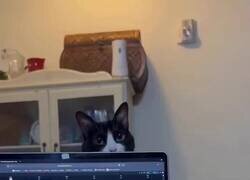 Enlace a Te lo cambio, OJALÁ trabajar con un gato en casa, por @anonimo_jones