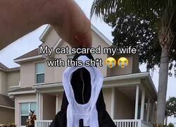 Enlace a Vale, necesito un gato para hacer esto