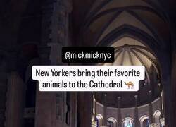 Enlace a Una catedral de Nueva York abre sus puertas a las mascotas y sus dueños llegan con animales de todo tipo