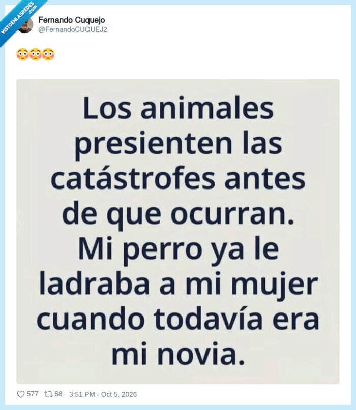 perro,matrimonio,instinto,pareja,predicci&oacute;n
