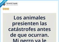 Enlace a Mi perro tenía el sexto sentido, pero para las decisiones malas, por @FernandoCUQUEJ2
