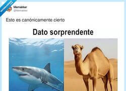 Enlace a Los tiburones viviendo en su burbuja mientras los camellos se parten de risa en el grupo de WhatsApp, por @Memakker