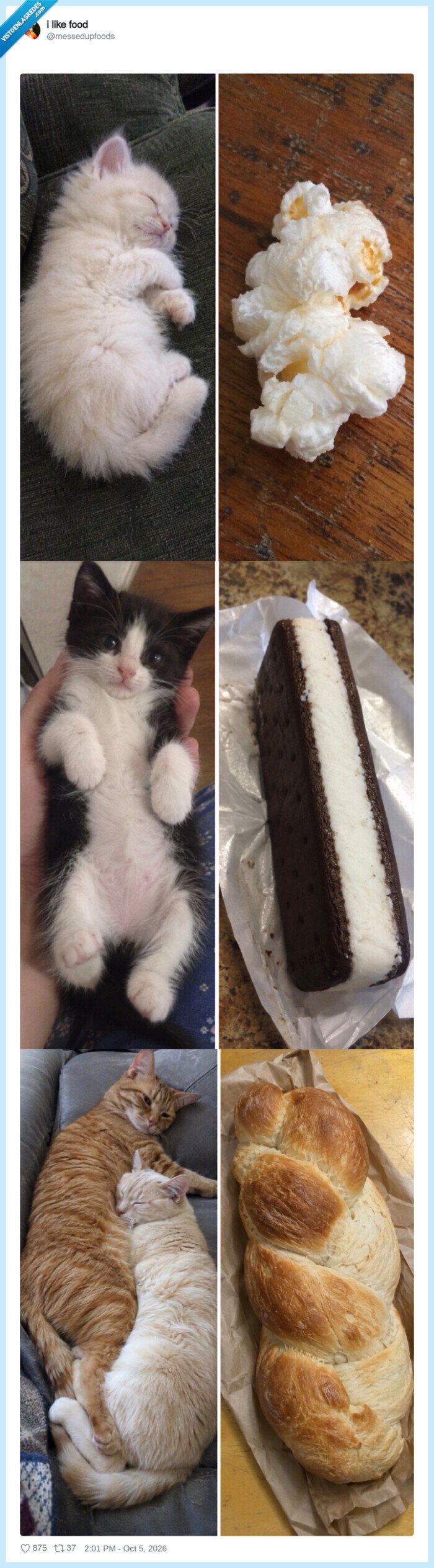 gatos,comida,siesta,antojo,comparacion