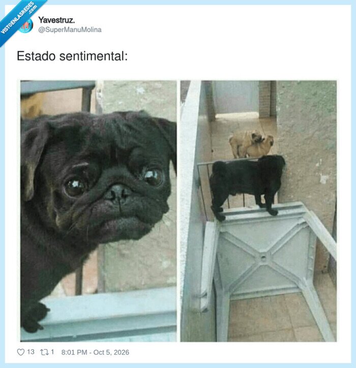 Carlino,Perro,Desamor,Soledad,Melancol&iacute;a