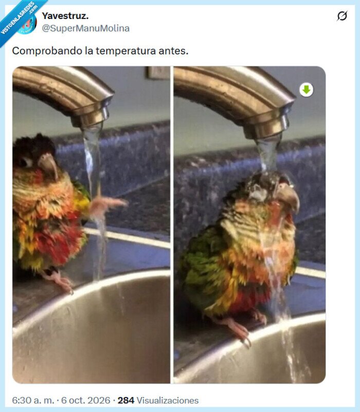 temperatura,p&aacute;jaro,comprobar