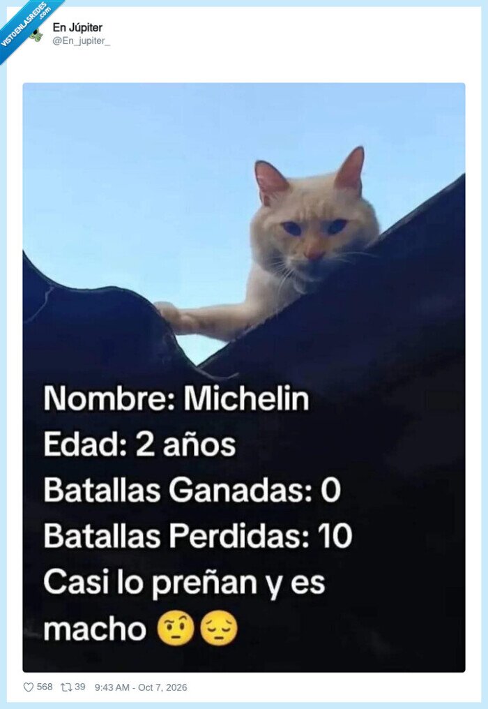 gato,gatos,peleas,mascotas,macho