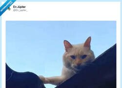 Enlace a Mi gato tiene un historial de combates penoso, y el último fue el más confuso de todos, por @En_jupiter_