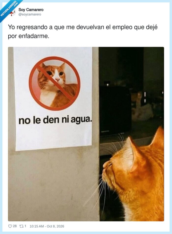 trabajo,dimisi&oacute;n,gato,empresa,orgullo