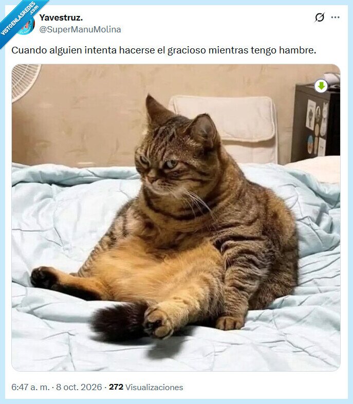 hambre,gato,malhumor,chistes,comida