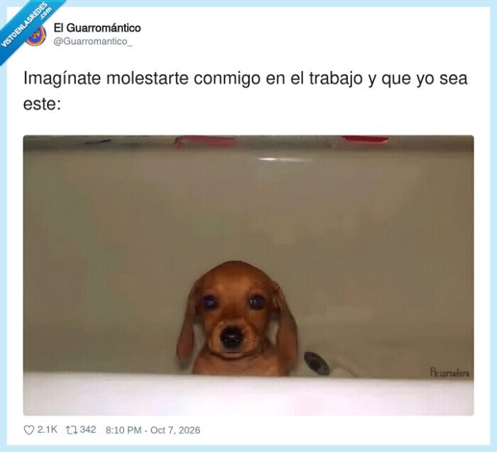 oficina,trabajo,enfado,perro,compa&ntilde;eros