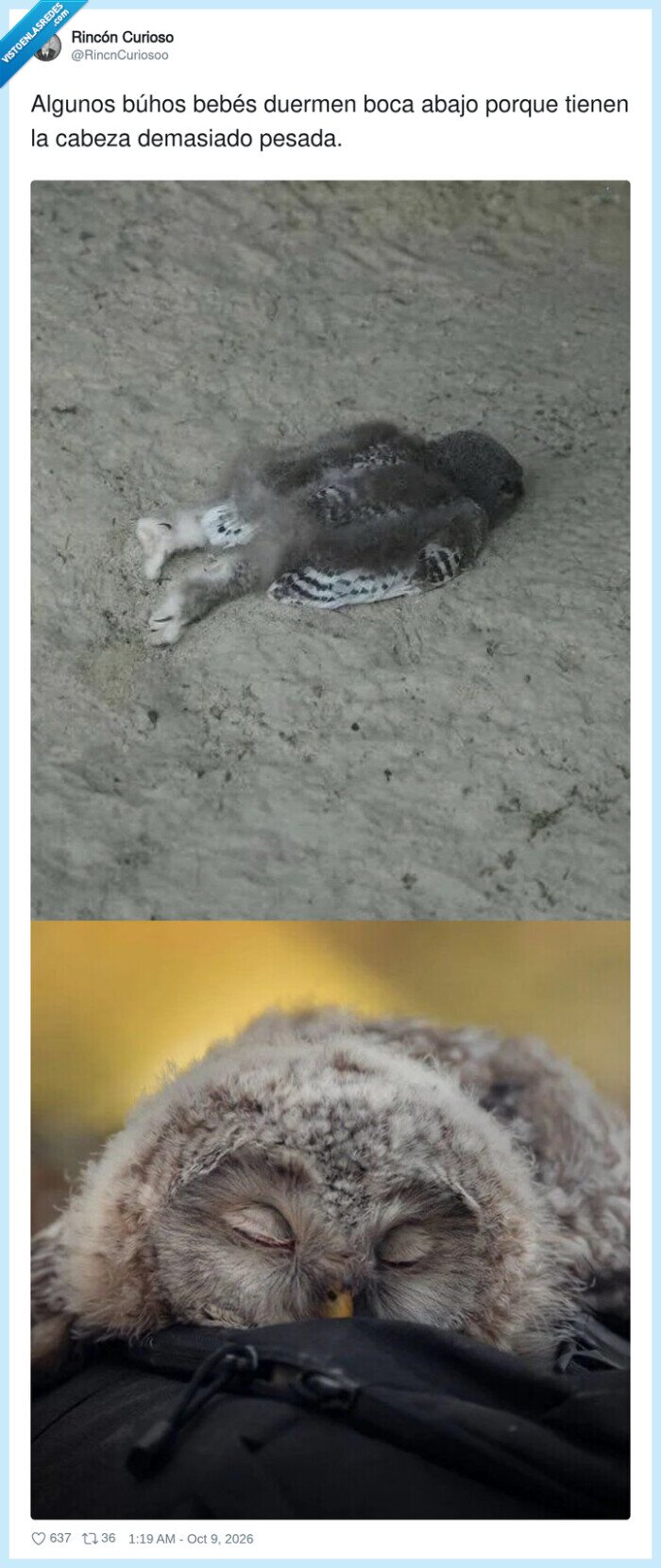 b&uacute;hos,animales,curiosidades,dormir,naturaleza