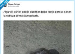 Enlace a Hay días en los que yo también duermo así, y no soy un búho bebé, por @RincnCuriosoo
