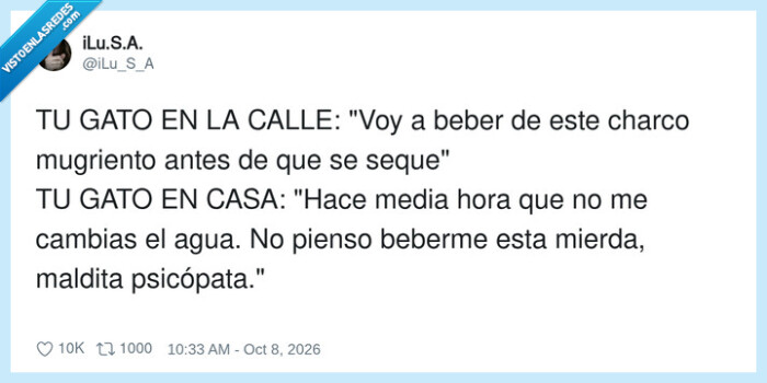 gatos,agua,mascotas,charcos,caprichos