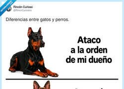 Enlace a Tener gato es convivir con alguien que tiene un plan, y tú no estás en él, por @RincnCuriosoo