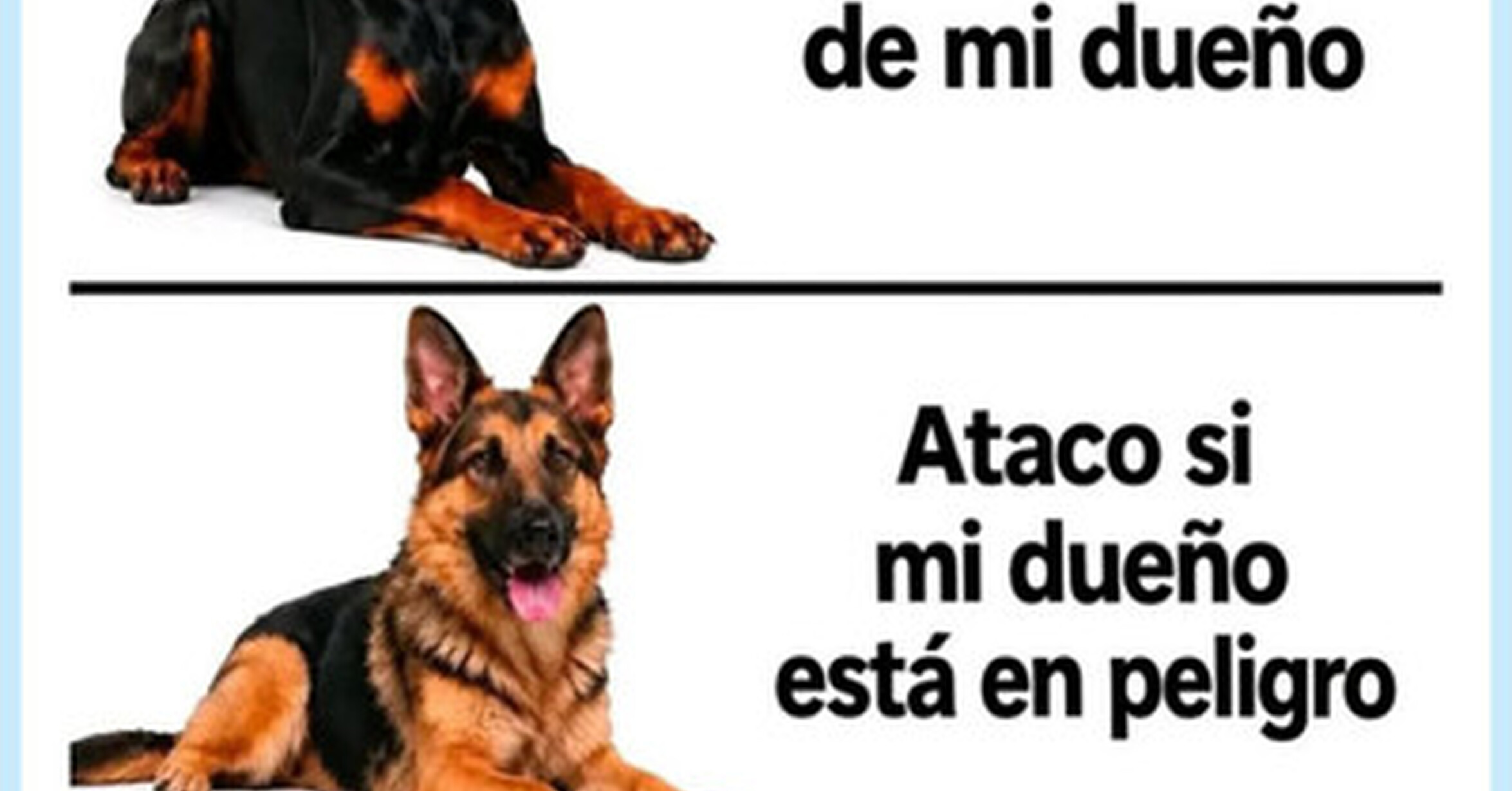 VEF > Visto en las Redes > Tener gato es convivir con alguien que tiene ...