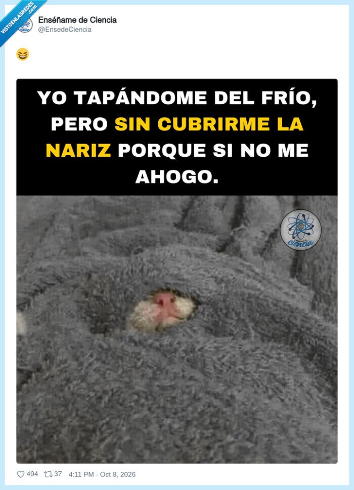 fr&iacute;o,dormir,manta,nariz,h&aacute;mster
