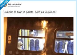 Enlace a Hay perros que se toman muy en serio lo de ir a por la pelota, por @DiloConPerritos