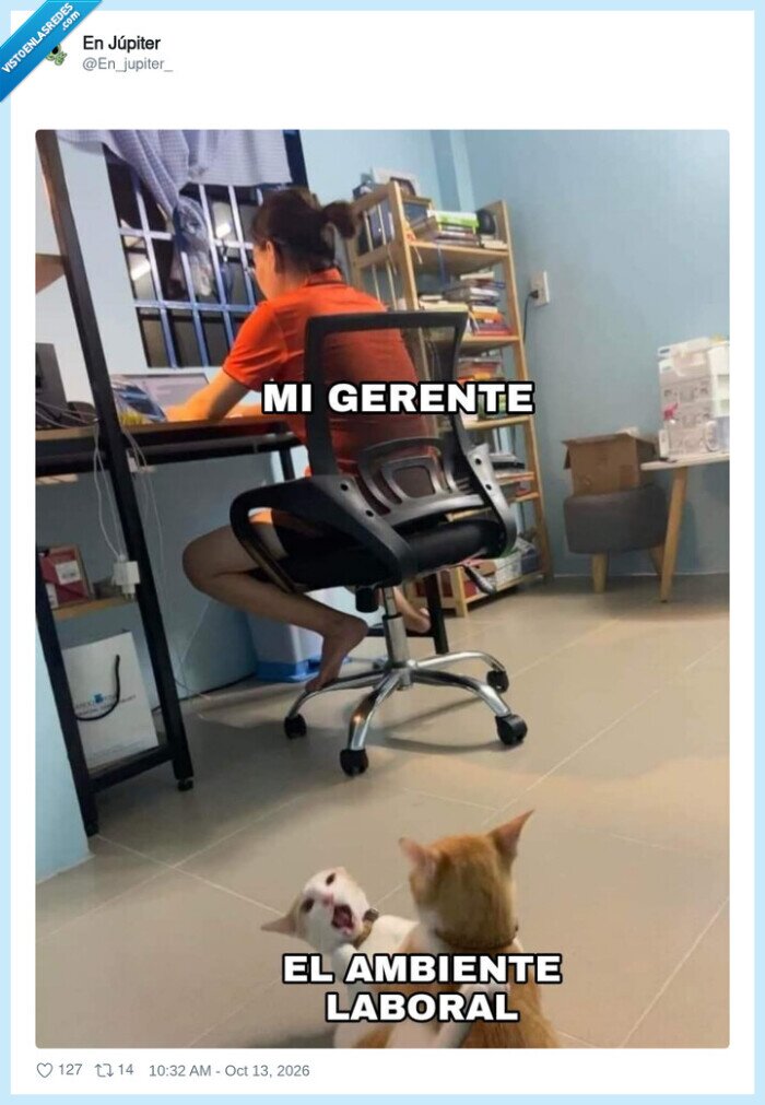 trabajo,jefes,gatos,ambientelaboral,oficina