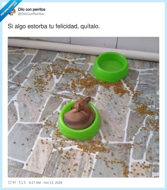 perros,comida,filosof&iacute;a,felicidad,mascotas